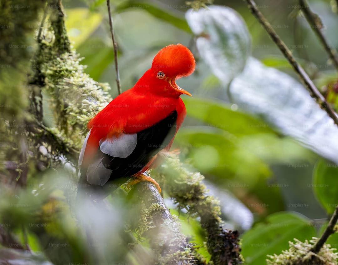 Birdwatching in the cloud forests of Jardín
