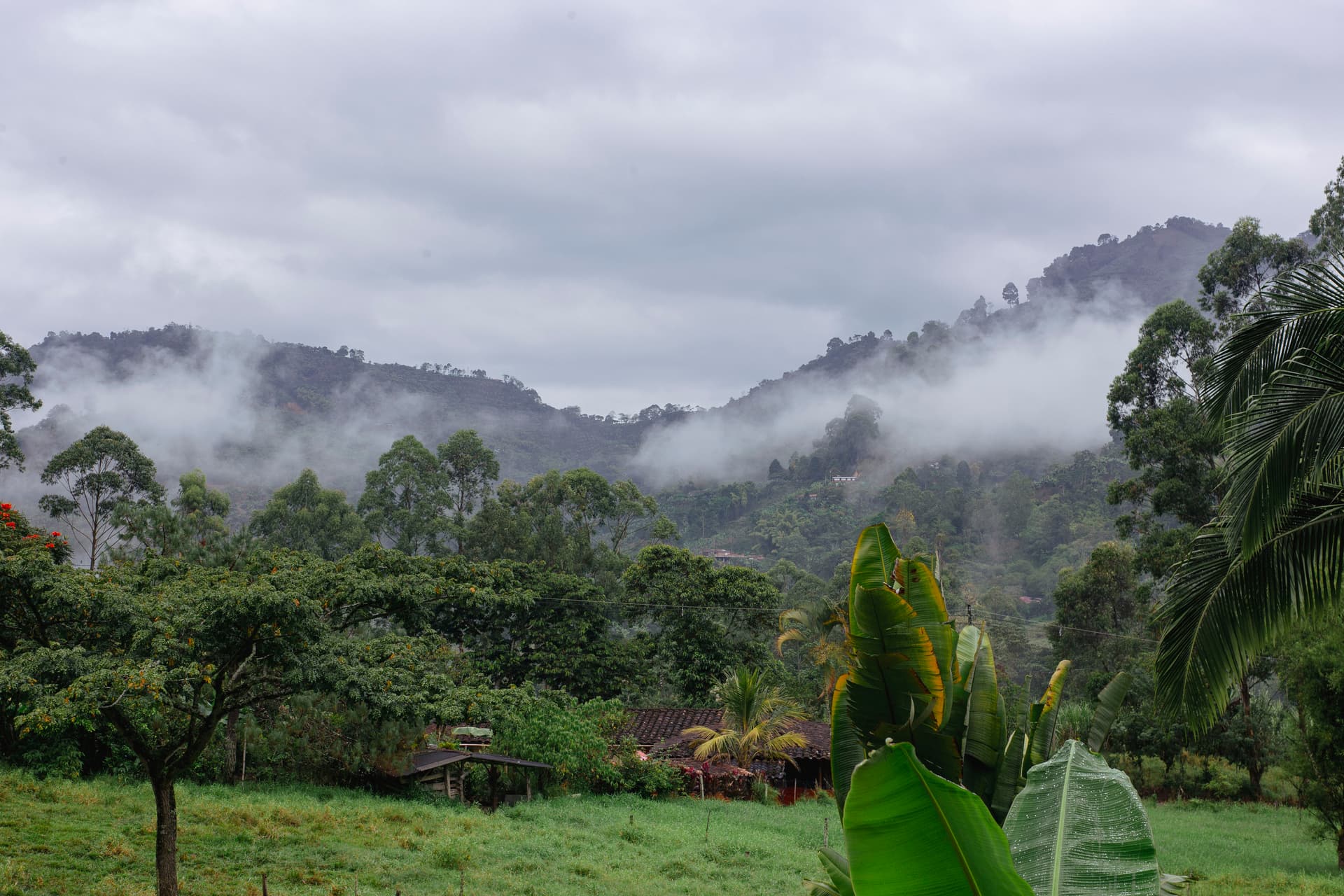 Birdwatcher with binoculars scanning the cloud forest canopy near Jardín