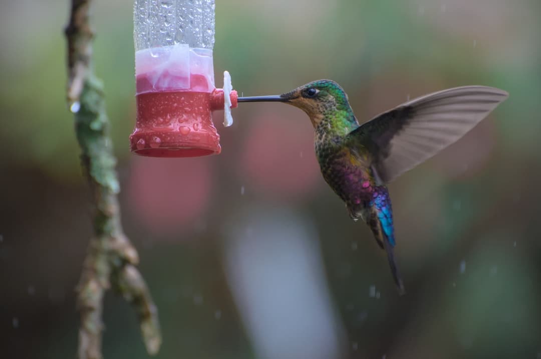Colorful hummingbird perched on a branch in the Colombian cloud forest